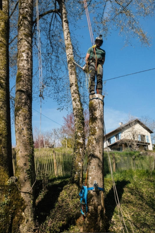Taille raisonnée d'un arbre